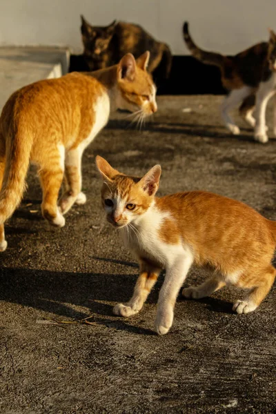 Birbirleriyle oynayan kedi yavruları hareketlerde hız ve çeviklik geliştirmeye yardımcı olur.