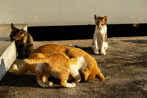 Birbirleriyle oynayan kedi yavruları hareketlerde hız ve çeviklik geliştirmeye yardımcı olur.