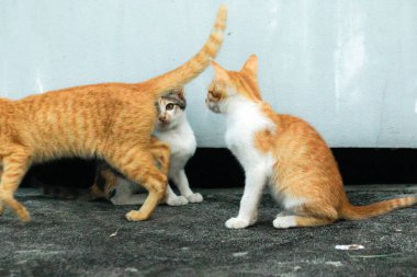 İki kedi yavrusu yemek ararken ya da birbirlerini oynamaya davet ederken yerde oturuyorlardı.