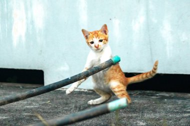 Yavru kediler birlikte oynadıklarında, çömelir, sessizce sokulur ve avlanma yeteneklerini geliştirmek için birbirlerine saldırırlar..