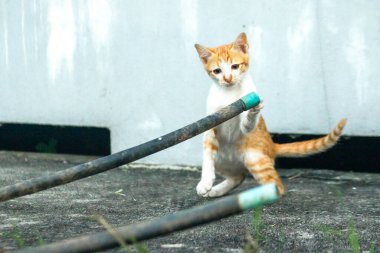 Yavru kediler birlikte oynadıklarında, çömelir, sessizce sokulur ve avlanma yeteneklerini geliştirmek için birbirlerine saldırırlar..