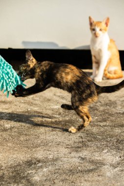 Yavru kediler toz bezleriyle oynadıklarında ya da çırpınan ipliklerle, beyinleri onlara saldırmaları için işaret eder.