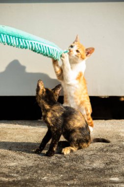 Yavru kediler toz bezleriyle oynadıklarında ya da çırpınan ipliklerle, beyinleri onlara saldırmaları için işaret eder.