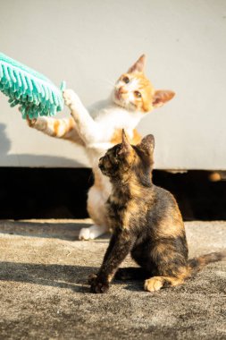 Yavru kediler toz bezleriyle oynadıklarında ya da çırpınan ipliklerle, beyinleri onlara saldırmaları için işaret eder.