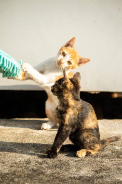 Yavru kediler toz bezleriyle oynadıklarında ya da çırpınan ipliklerle, beyinleri onlara saldırmaları için işaret eder.