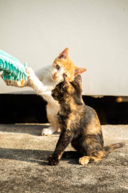 Yavru kediler toz bezleriyle oynadıklarında ya da çırpınan ipliklerle, beyinleri onlara saldırmaları için işaret eder.