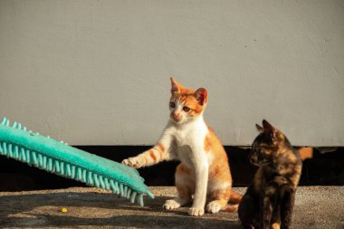 Yavru kediler toz bezleriyle oynadıklarında ya da çırpınan ipliklerle, beyinleri onlara saldırmaları için işaret eder.