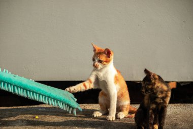 Yavru kediler toz bezleriyle oynadıklarında ya da çırpınan ipliklerle, beyinleri onlara saldırmaları için işaret eder.