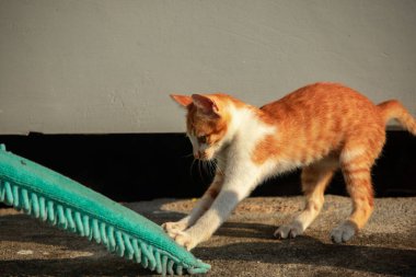 Yavru kediler toz bezleriyle oynadıklarında ya da çırpınan ipliklerle, beyinleri onlara saldırmaları için işaret eder.