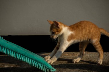 Yavru kediler toz bezleriyle oynadıklarında ya da çırpınan ipliklerle, beyinleri onlara saldırmaları için işaret eder.