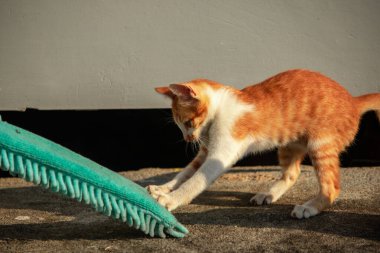 Yavru kediler toz bezleriyle oynadıklarında ya da çırpınan ipliklerle, beyinleri onlara saldırmaları için işaret eder.