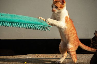 Yavru kediler toz bezleriyle oynadıklarında ya da çırpınan ipliklerle, beyinleri onlara saldırmaları için işaret eder.