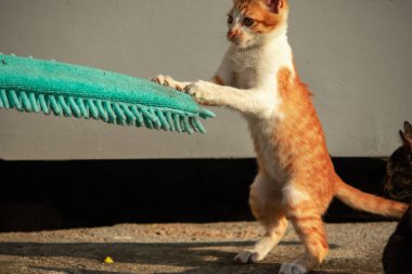 Yavru kediler toz bezleriyle oynadıklarında ya da çırpınan ipliklerle, beyinleri onlara saldırmaları için işaret eder.