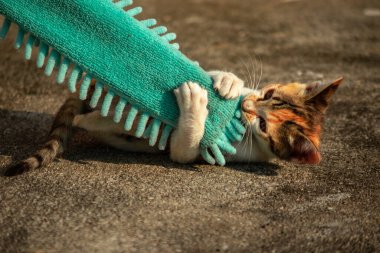 Yavru kediler toz bezleriyle oynadıklarında ya da çırpınan ipliklerle, beyinleri onlara saldırmaları için işaret eder.