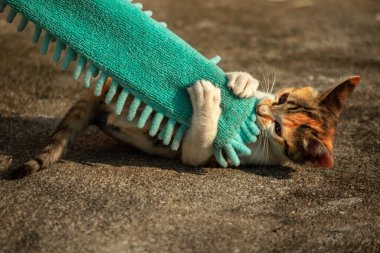 Yavru kediler toz bezleriyle oynadıklarında ya da çırpınan ipliklerle, beyinleri onlara saldırmaları için işaret eder.