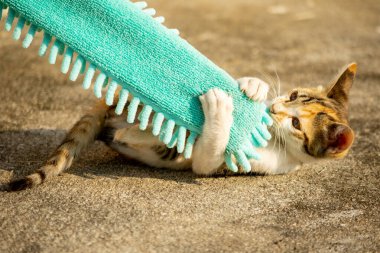 Yavru kediler toz bezleriyle oynadıklarında ya da çırpınan ipliklerle, beyinleri onlara saldırmaları için işaret eder.