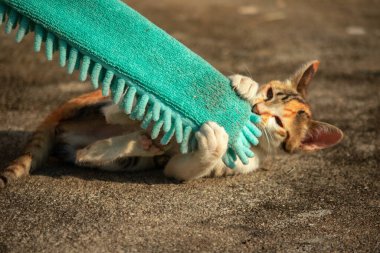 Yavru kediler toz bezleriyle oynadıklarında ya da çırpınan ipliklerle, beyinleri onlara saldırmaları için işaret eder.