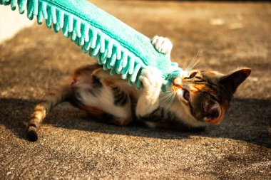 Yavru kediler toz bezleriyle oynadıklarında ya da çırpınan ipliklerle, beyinleri onlara saldırmaları için işaret eder.