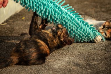 Yavru kediler toz bezleriyle oynadıklarında ya da çırpınan ipliklerle, beyinleri onlara saldırmaları için işaret eder.