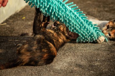 Yavru kediler toz bezleriyle oynadıklarında ya da çırpınan ipliklerle, beyinleri onlara saldırmaları için işaret eder.