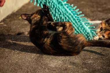 Yavru kediler toz bezleriyle oynadıklarında ya da çırpınan ipliklerle, beyinleri onlara saldırmaları için işaret eder.