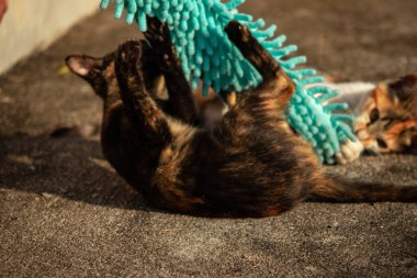 Yavru kediler toz bezleriyle oynadıklarında ya da çırpınan ipliklerle, beyinleri onlara saldırmaları için işaret eder.