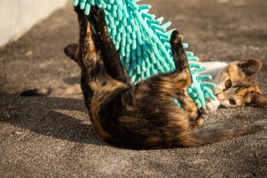 Yavru kediler toz bezleriyle oynadıklarında ya da çırpınan ipliklerle, beyinleri onlara saldırmaları için işaret eder.