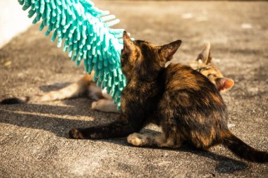 Yavru kediler toz bezleriyle oynadıklarında ya da çırpınan ipliklerle, beyinleri onlara saldırmaları için işaret eder.