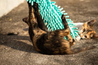 Yavru kediler toz bezleriyle oynadıklarında ya da çırpınan ipliklerle, beyinleri onlara saldırmaları için işaret eder.