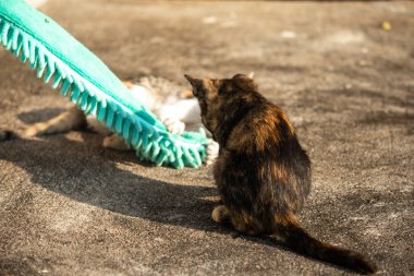 Yavru kediler toz bezleriyle oynadıklarında ya da çırpınan ipliklerle, beyinleri onlara saldırmaları için işaret eder.