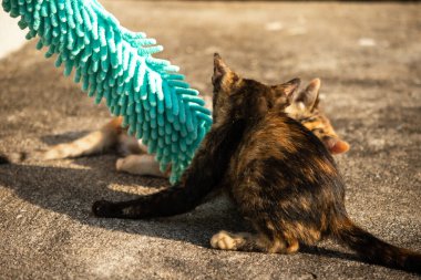 Yavru kediler toz bezleriyle oynadıklarında ya da çırpınan ipliklerle, beyinleri onlara saldırmaları için işaret eder.