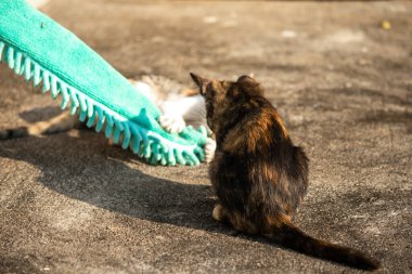 Yavru kediler toz bezleriyle oynadıklarında ya da çırpınan ipliklerle, beyinleri onlara saldırmaları için işaret eder.