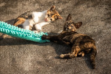 Yavru kediler toz bezleriyle oynadıklarında ya da çırpınan ipliklerle, beyinleri onlara saldırmaları için işaret eder.