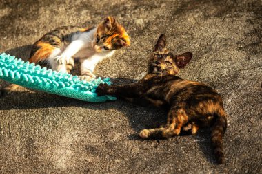 Yavru kediler toz bezleriyle oynadıklarında ya da çırpınan ipliklerle, beyinleri onlara saldırmaları için işaret eder.