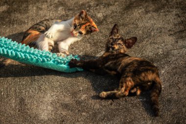 Yavru kediler toz bezleriyle oynadıklarında ya da çırpınan ipliklerle, beyinleri onlara saldırmaları için işaret eder.