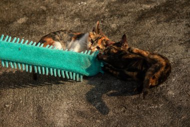 Yavru kediler toz bezleriyle oynadıklarında ya da çırpınan ipliklerle, beyinleri onlara saldırmaları için işaret eder.