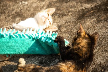 Yavru kediler toz bezleriyle oynadıklarında ya da çırpınan ipliklerle, beyinleri onlara saldırmaları için işaret eder.
