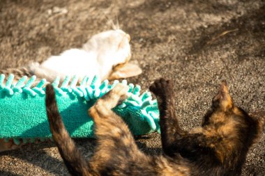 Yavru kediler toz bezleriyle oynadıklarında ya da çırpınan ipliklerle, beyinleri onlara saldırmaları için işaret eder.