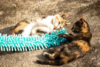 Yavru kediler toz bezleriyle oynadıklarında ya da çırpınan ipliklerle, beyinleri onlara saldırmaları için işaret eder.