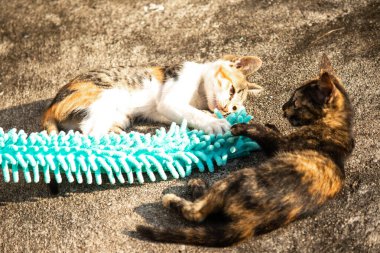 Yavru kediler toz bezleriyle oynadıklarında ya da çırpınan ipliklerle, beyinleri onlara saldırmaları için işaret eder.