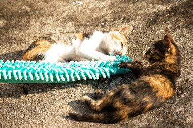 Yavru kediler toz bezleriyle oynadıklarında ya da çırpınan ipliklerle, beyinleri onlara saldırmaları için işaret eder.