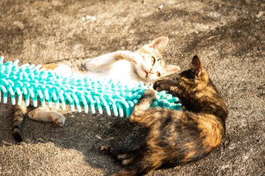 Yavru kediler toz bezleriyle oynadıklarında ya da çırpınan ipliklerle, beyinleri onlara saldırmaları için işaret eder.