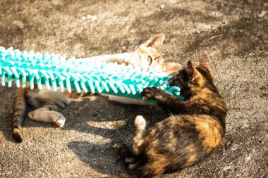 Yavru kediler toz bezleriyle oynadıklarında ya da çırpınan ipliklerle, beyinleri onlara saldırmaları için işaret eder.
