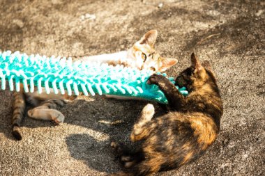 Yavru kediler toz bezleriyle oynadıklarında ya da çırpınan ipliklerle, beyinleri onlara saldırmaları için işaret eder.