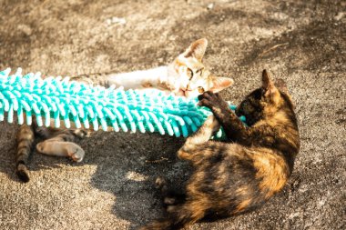 Yavru kediler toz bezleriyle oynadıklarında ya da çırpınan ipliklerle, beyinleri onlara saldırmaları için işaret eder.