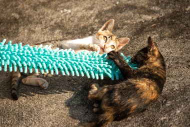 Yavru kediler toz bezleriyle oynadıklarında ya da çırpınan ipliklerle, beyinleri onlara saldırmaları için işaret eder.