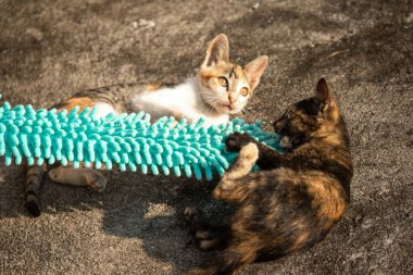 Yavru kediler toz bezleriyle oynadıklarında ya da çırpınan ipliklerle, beyinleri onlara saldırmaları için işaret eder.