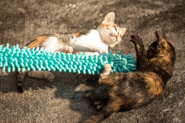 Yavru kediler toz bezleriyle oynadıklarında ya da çırpınan ipliklerle, beyinleri onlara saldırmaları için işaret eder.