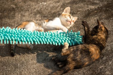 Yavru kediler toz bezleriyle oynadıklarında ya da çırpınan ipliklerle, beyinleri onlara saldırmaları için işaret eder.