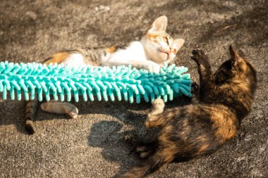 Yavru kediler toz bezleriyle oynadıklarında ya da çırpınan ipliklerle, beyinleri onlara saldırmaları için işaret eder.